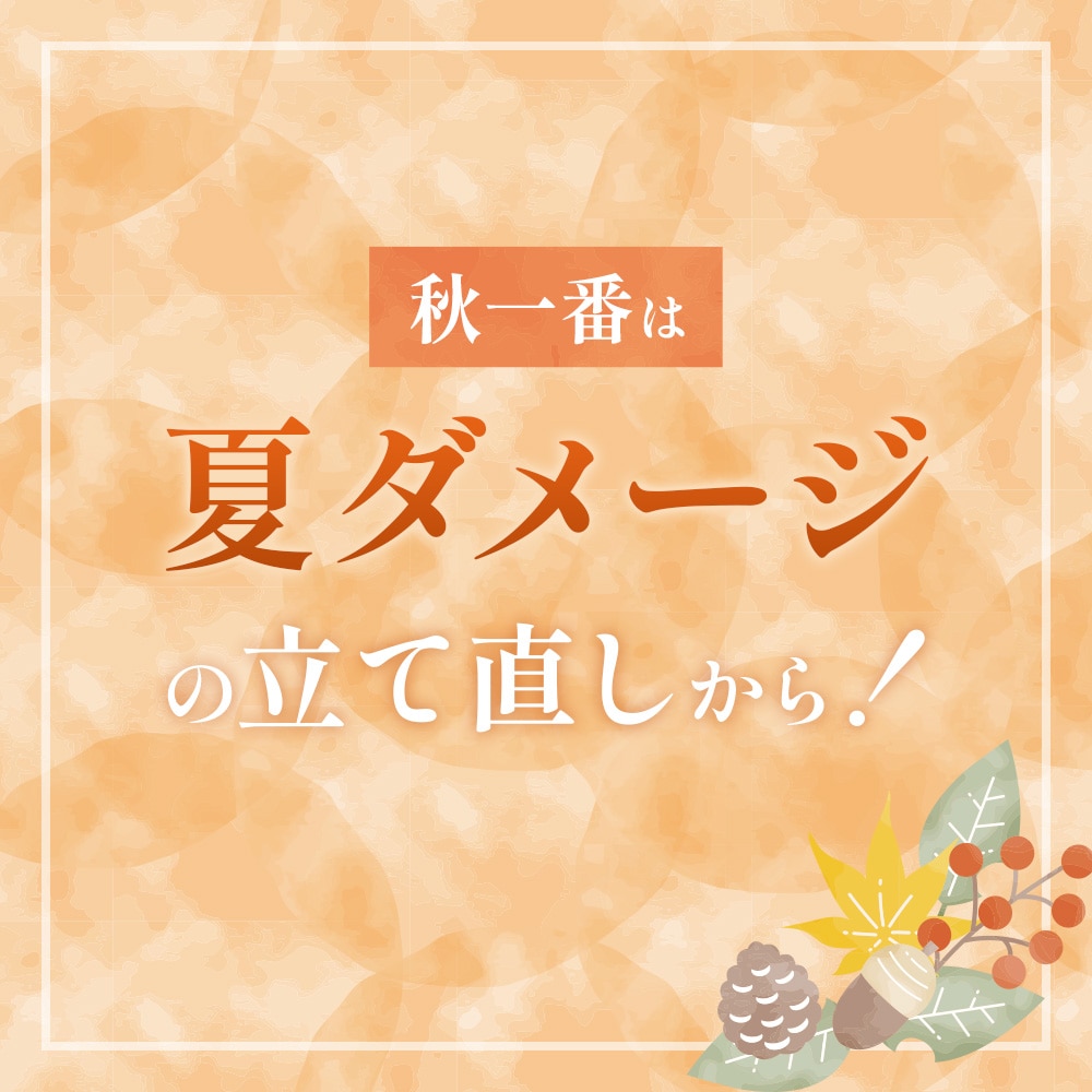 秋一番は夏ダメージの立て直しから！
