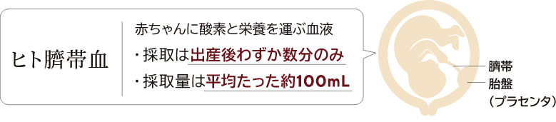 ヒト臍帯血とは