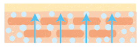 オイル入りアイテムで水分蒸散を防ぐ