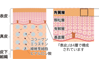 角質層（イメージイラスト）