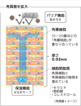 角質層（イメージイラスト）