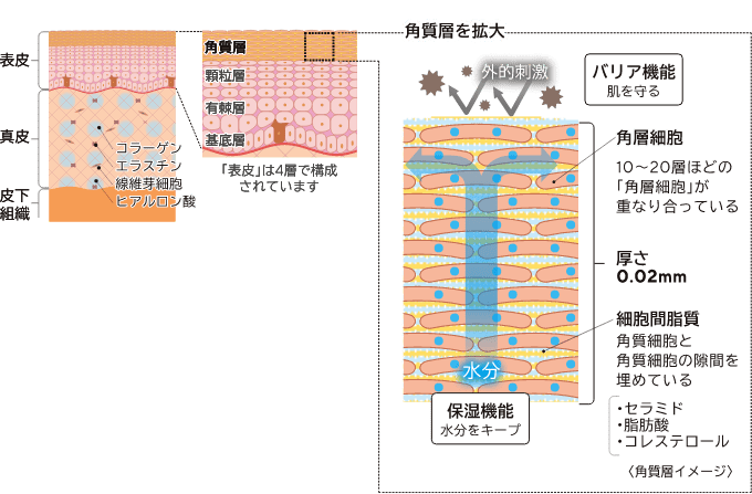 角質層（イメージイラスト）