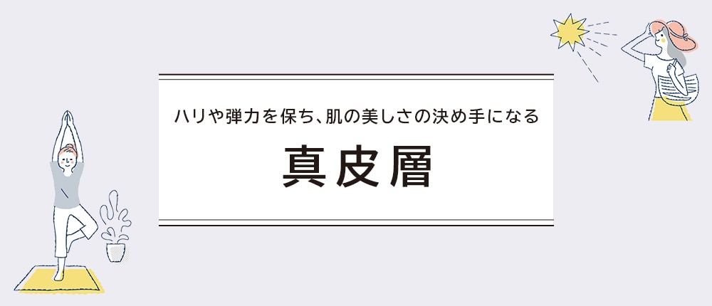 ハリや弾力を保ち、肌の美しさの決め手になる 真皮層