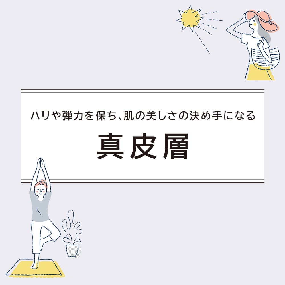 ハリや弾力を保ち、肌の美しさの決め手になる 真皮層
