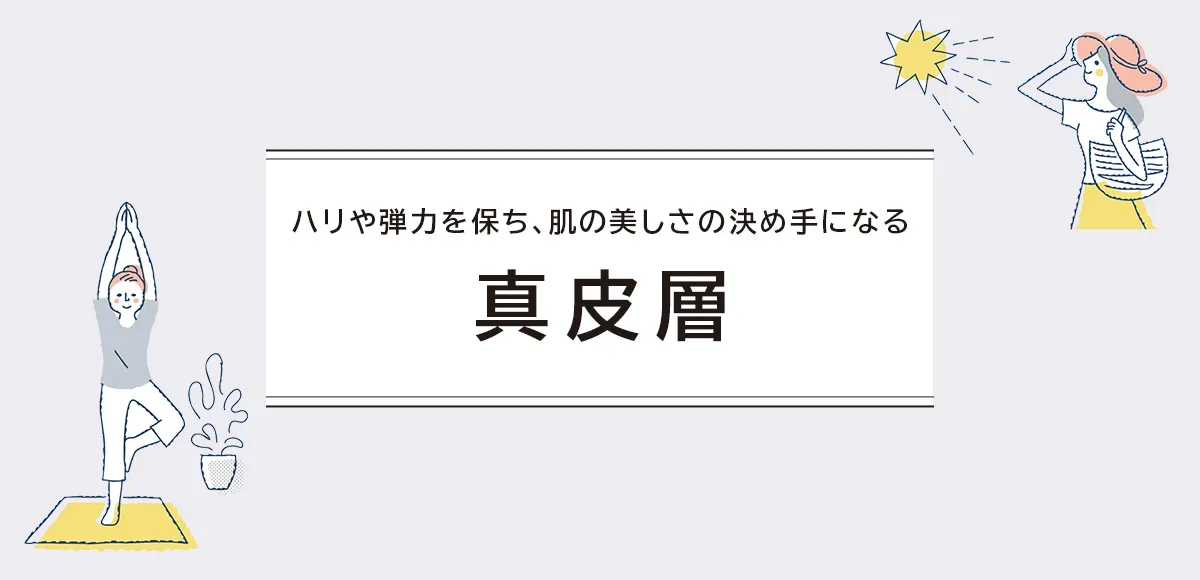 ハリや弾力を保ち、肌の美しさの決め手になる真皮層